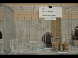 Concurso de Palomas 2012